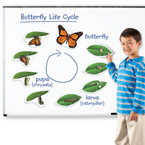 Giant Magnetic Butterfly Life Cycle  マグネット式　蝶のライフサイクル