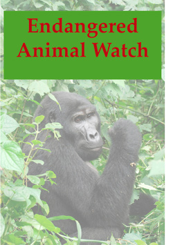 Endangered Animal Watch - (Single User)