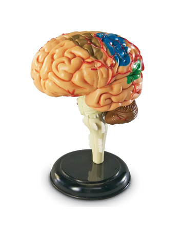 Brain Anatomy Model